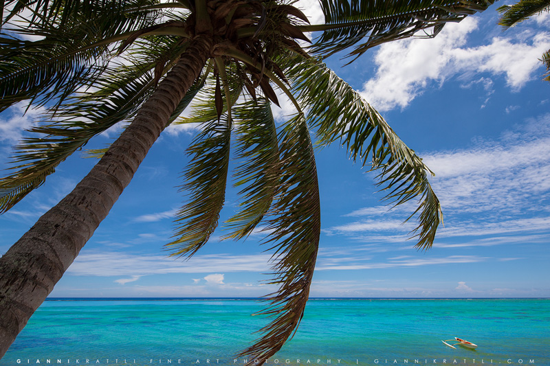 Palms of Tahiti